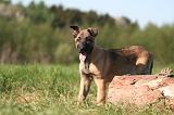 MALINOIS 986